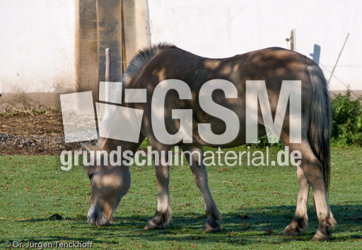 Arbeitspferde (3 von 5).jpg